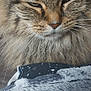 cat, tabby, close_up, fluffy, whiskers, face, feline, pet, indoor, blanket, soft, fur, resting, cozy, curtains, sleepy, unimpressed, animal, muzzle, portrait