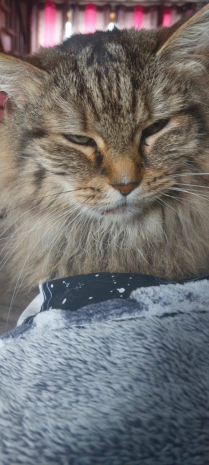 Kenzo