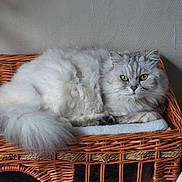 Romeo a rejoint le concours — aidez-le/la à gagner de superbes lots ! cat, fluffy, silver_gray, green_eyes, wicker_chair, cushion, indoor, pet, feline, resting, looking_at_camera, cozy, fur, animal, domestic, portrait, furniture, relaxed, cute, household