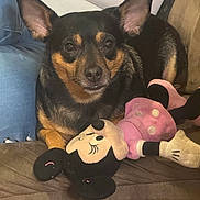Baby is registered to the contest to win money with this photo: dog, toy, plush_toy, minnie_mouse, couch, jeans, pet, indoor, small_dog, black_dog, tan_markings, ears_up, looking_at_camera, relaxed, companion, furniture, soft_toy, person_partial, home, cute