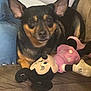 black_dog, companion, couch, cute, dog, ears_up, furniture, home, indoor, jeans, looking_at_camera, minnie_mouse, person_partial, pet, plush_toy, relaxed, small_dog, soft_toy, tan_markings, toy