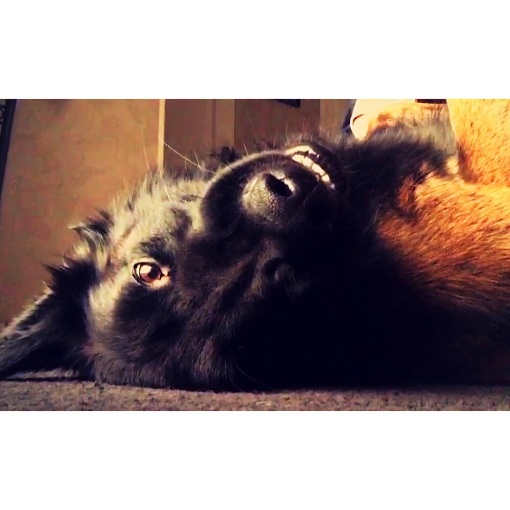 Iako participe au concours pour gagner de l'argent avec cette photo : canidae, carnivore, dog, ear, fur, puppy, square