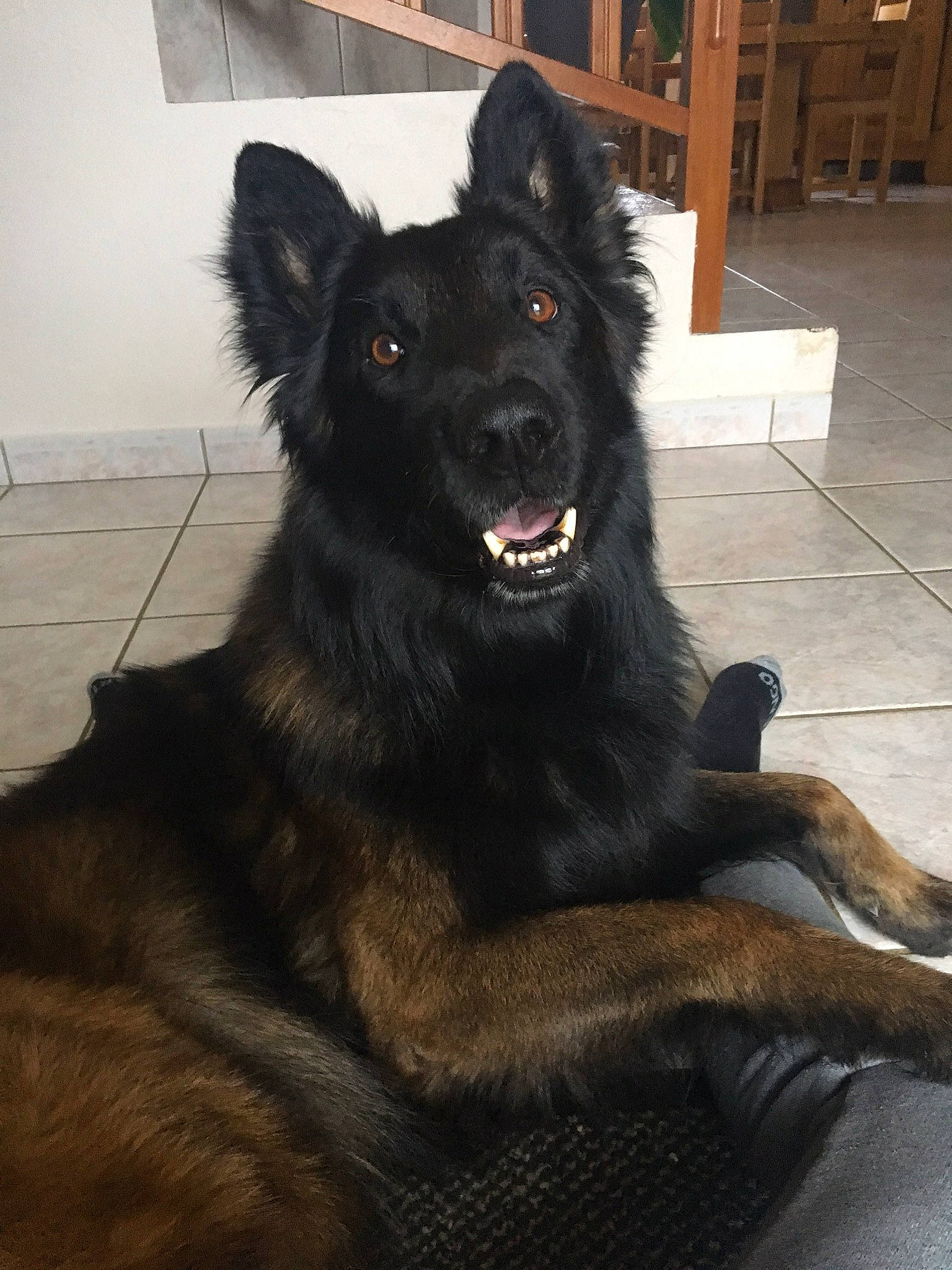 Iako participe au concours pour gagner de l'argent avec cette photo : belgian_shepherd, belgian_shepherd_malinois, bohemian_shepherd, canidae, carnivore, companion_dog, dog, dog_breed, groenendael, herding_dog, king_shepherd, mammal, old_german_shepherd_dog, rare_breed_dog, shiloh_shepherd_dog, snout, sporting_group, tervuren, vertebrate