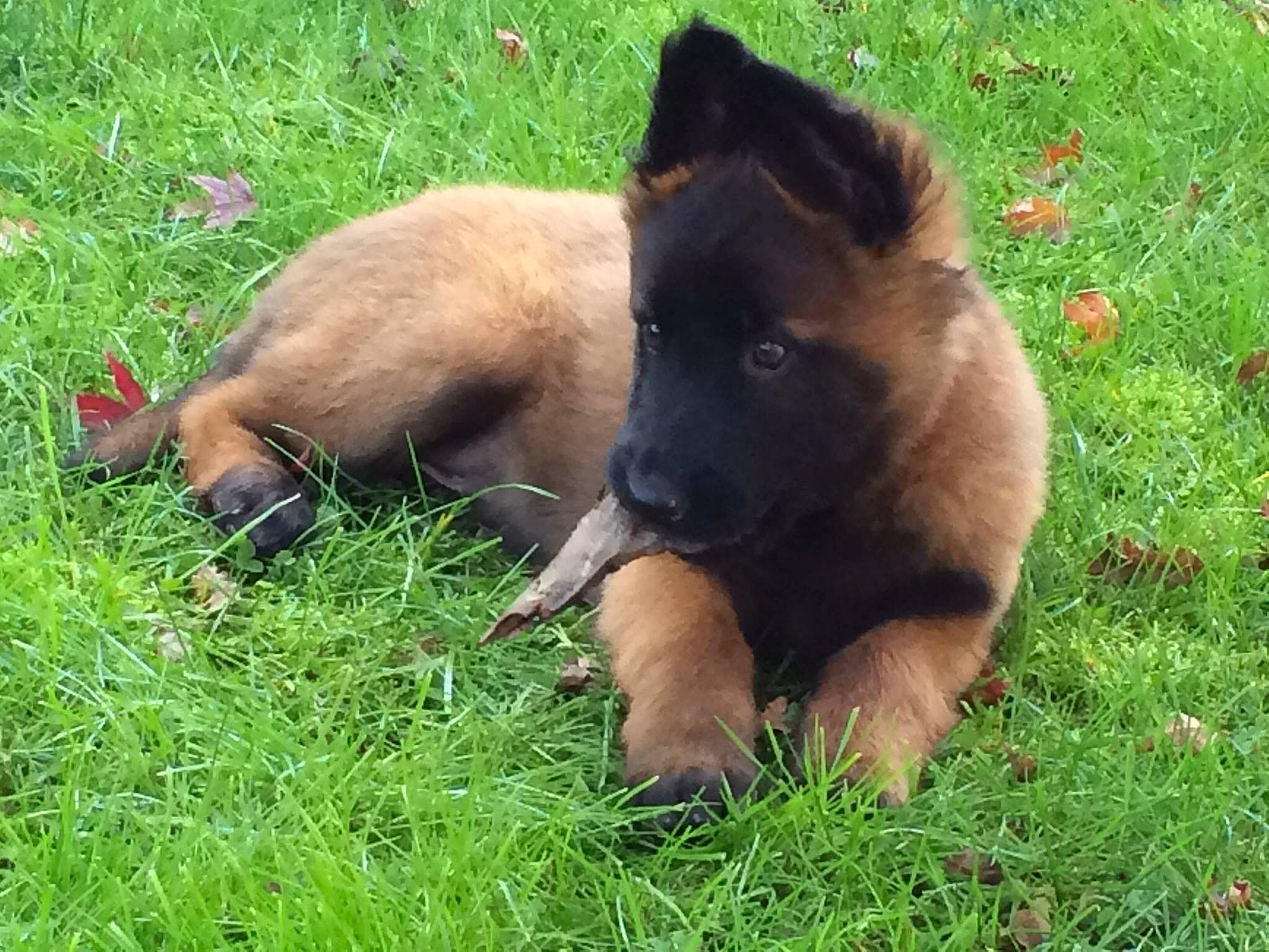 Iako participe au concours pour gagner de l'argent avec cette photo : belgian_shepherd, belgian_shepherd_malinois, bohemian_shepherd, canidae, carnivore, dog, dog_breed, grass, herding_dog, laekenois, mammal, old_german_shepherd_dog, tervuren, vertebrate