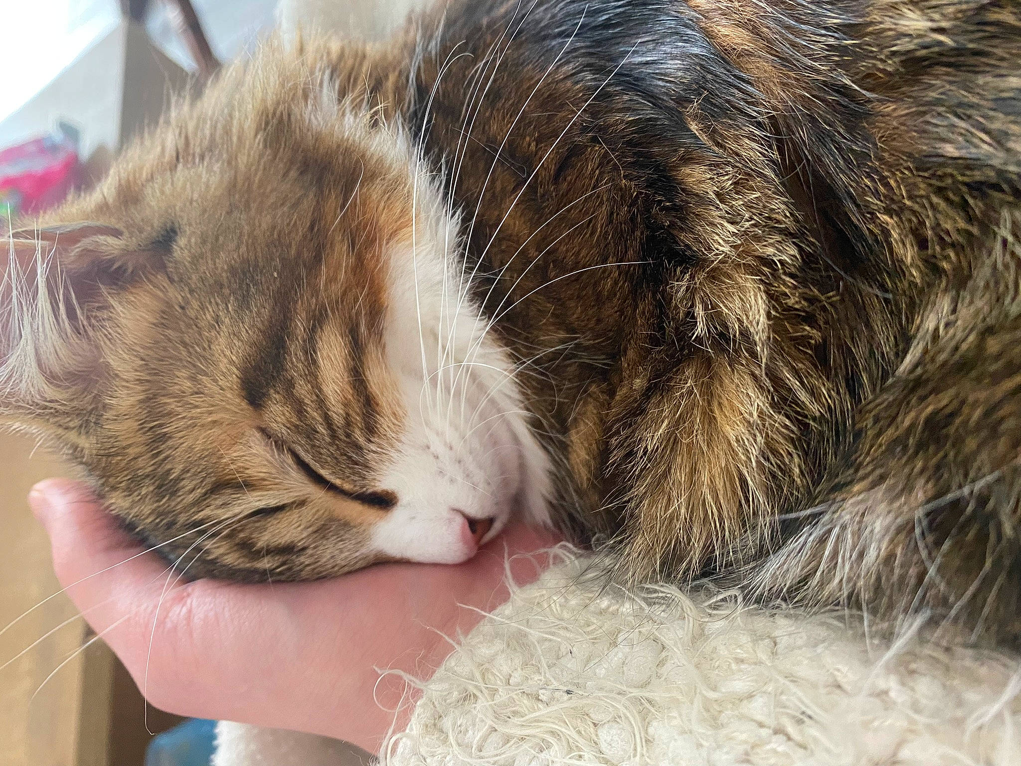 Daisy a rejoint le concours — aidez-le/la à gagner de superbes lots ! carnivore, cat, claw, comfort, domestic_short_haired_cat, fawn, felidae, foot, fur, grass, hand, nail, nap, paw, sleep, small_to_medium_sized_cats, snout, tail, terrestrial_animal, whiskers