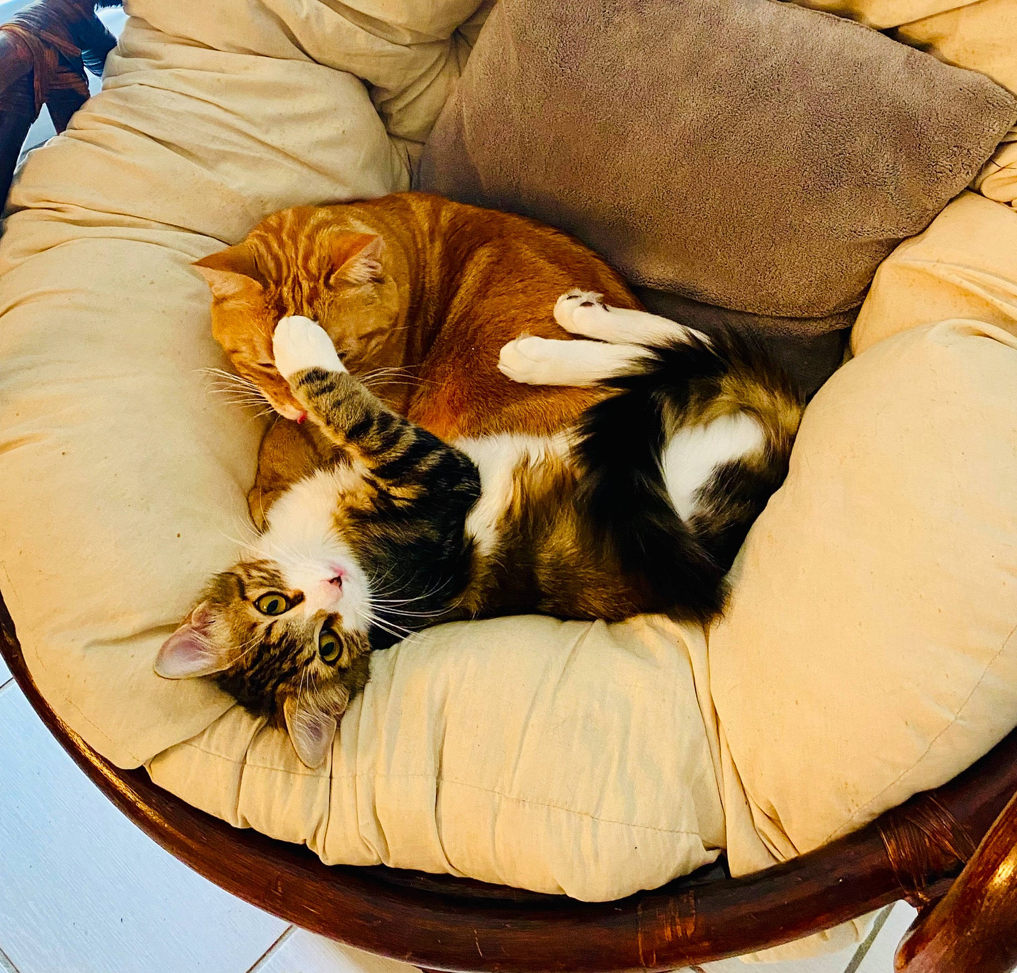 Daisy a rejoint le concours — aidez-le/la à gagner de superbes lots ! canidae, carnivore, cat, cat_bed, cat_supply, comfort, companion_dog, couch, domestic_short_haired_cat, fawn, felidae, fur, linens, nap, paw, small_to_medium_sized_cats, sporting_group, tail, whiskers, wood