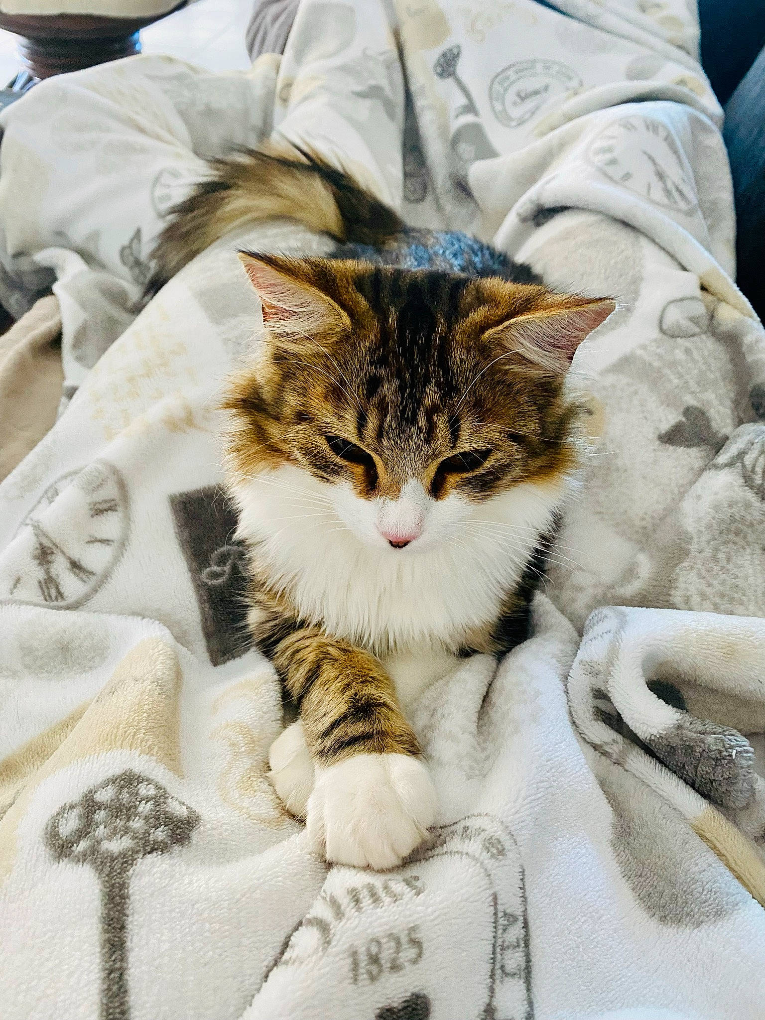 Daisy participe au concours pour gagner de l'argent avec cette photo : bedding, blanket, carnivore, cat, claw, comfort, domestic_short_haired_cat, felidae, fur, linens, paw, small_to_medium_sized_cats, snout, tail, terrestrial_animal, whiskers