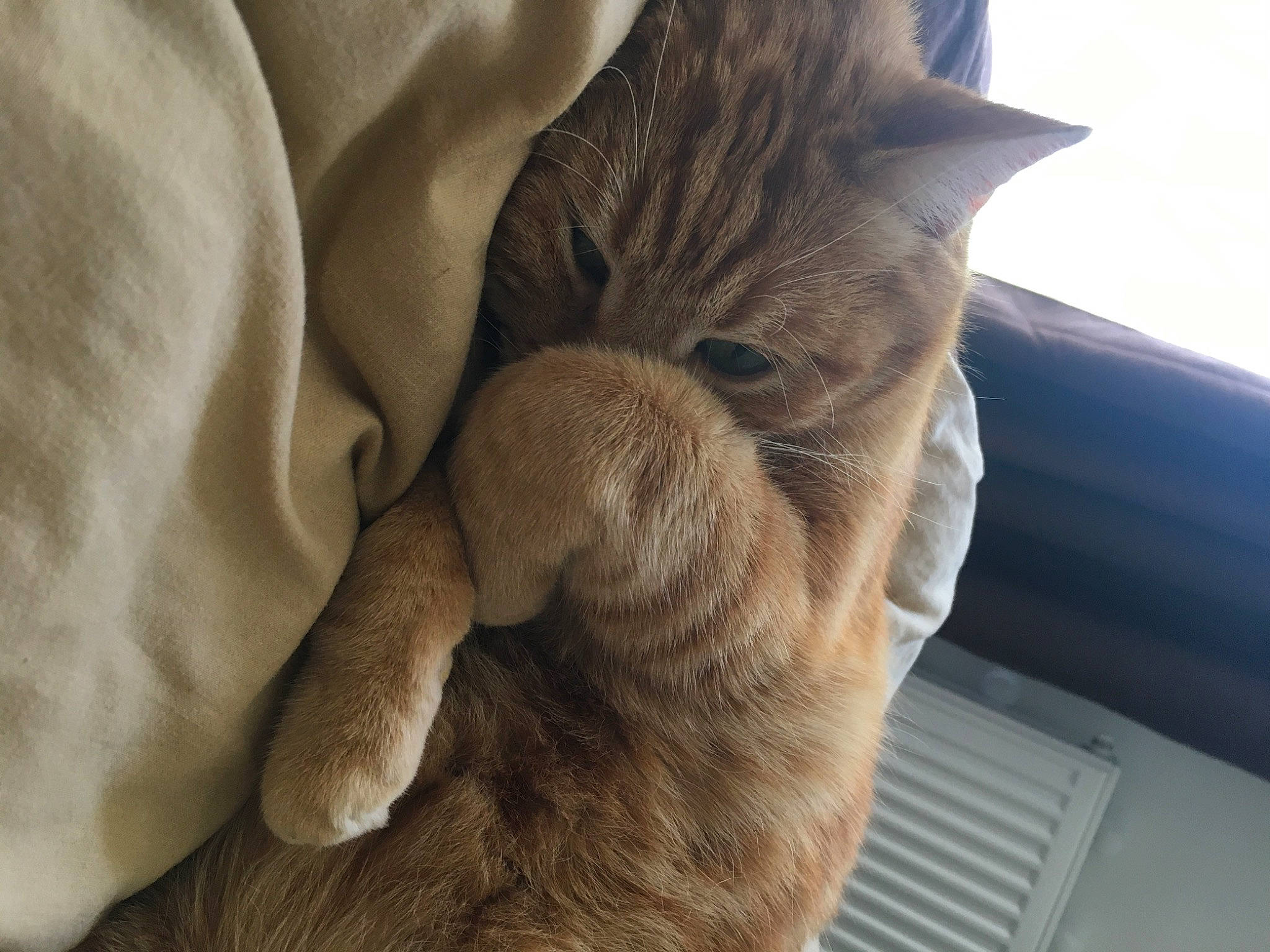 Ron participe au concours pour gagner de l'argent avec cette photo : asian, british_shorthair, carnivore, cat, domestic_short_haired_cat, ear, eye, fawn, felidae, fur, nose, paw, skin, small_to_medium_sized_cats, snout, whiskers