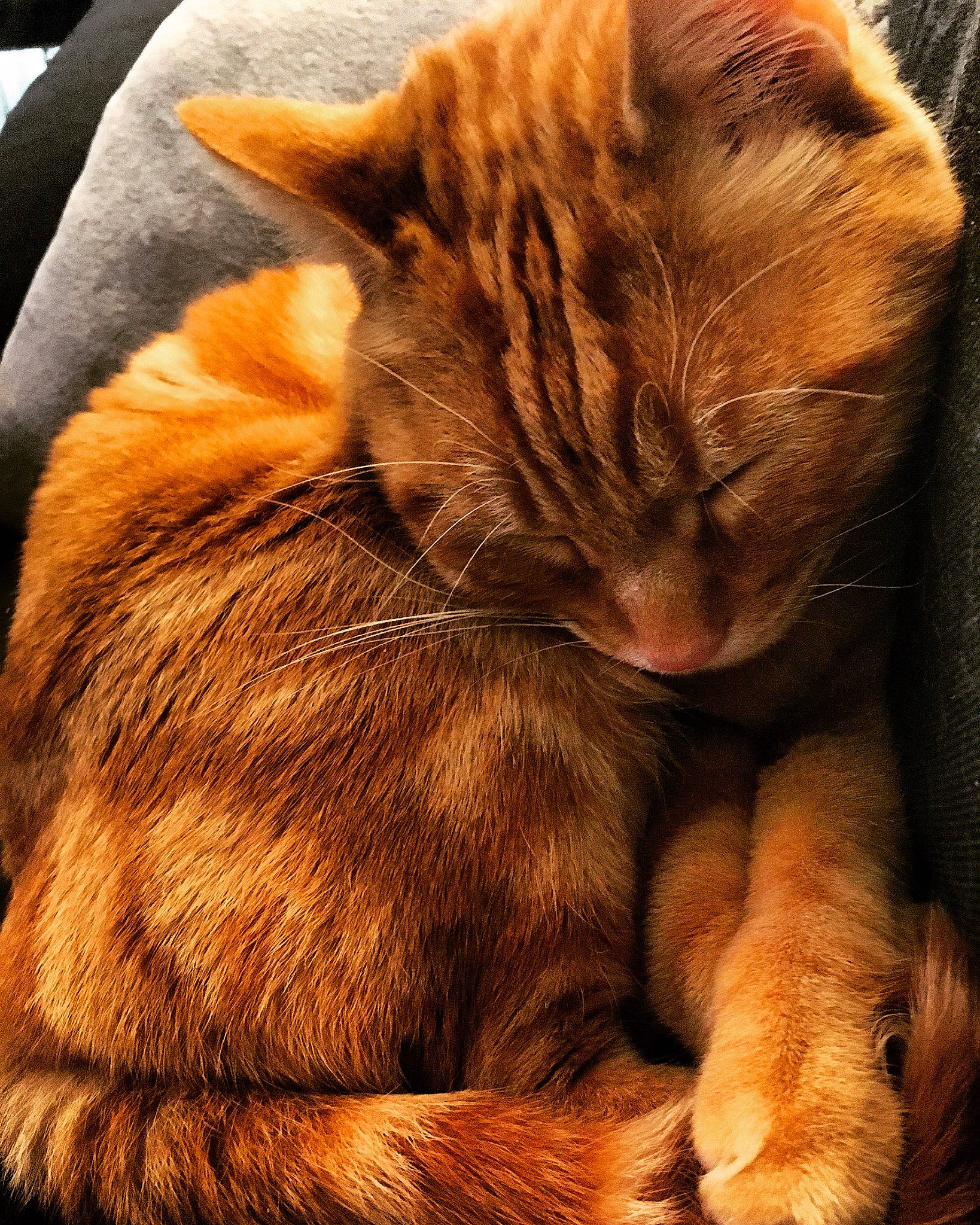 Ron participe au concours pour gagner de l'argent avec cette photo : asian, carnivore, cat, claw, domestic_short_haired_cat, ear, european_shorthair, fawn, felidae, fur, kitten, nap, paw, sleep, small_to_medium_sized_cats, snout, somali, tabby_cat, tail, whiskers