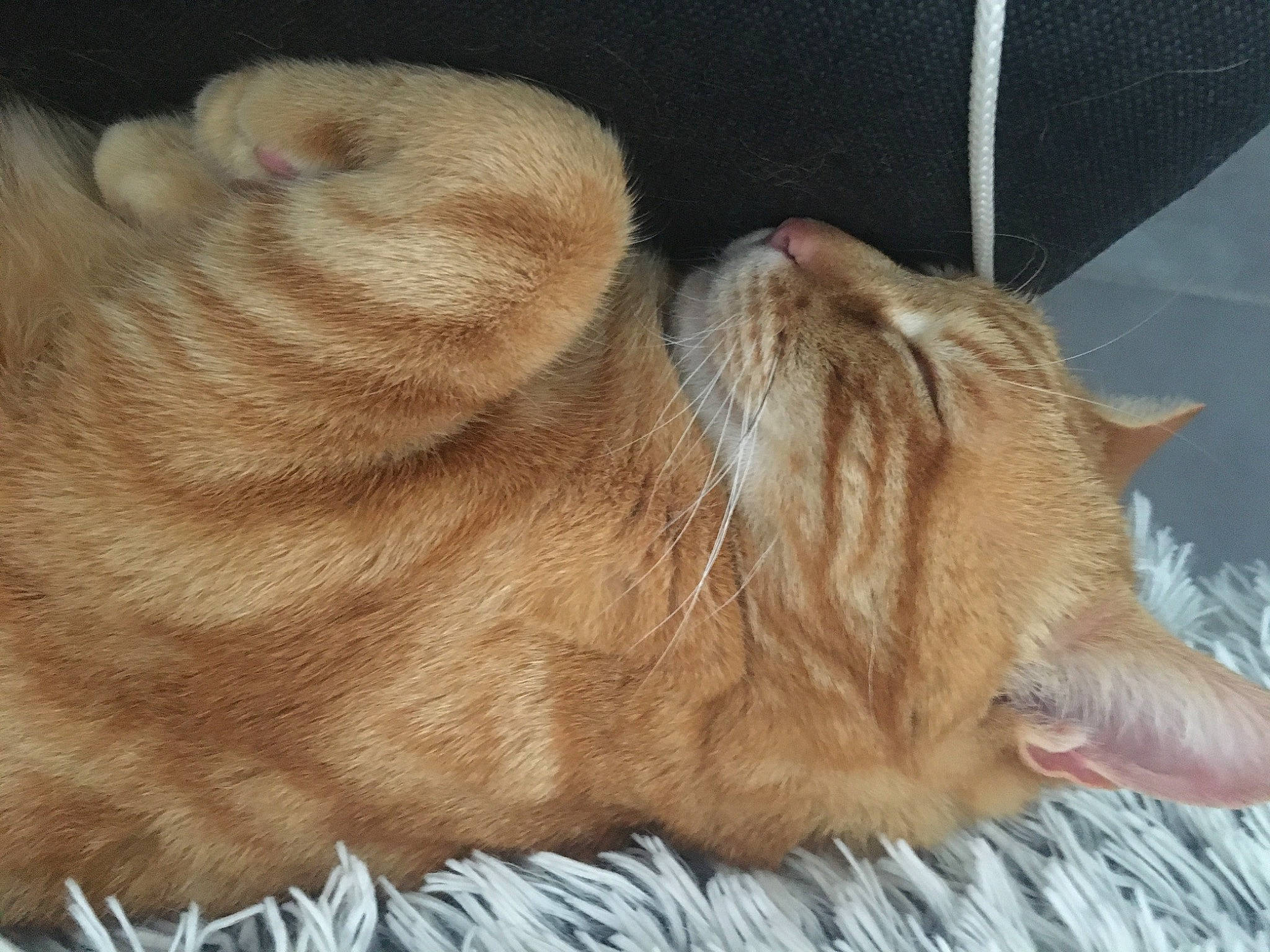 Ron a rejoint le concours — aidez-le/la à gagner de superbes lots ! asian, carnivore, cat, claw, domestic_short_haired_cat, ear, european_shorthair, fawn, felidae, fur, mammal, nap, nose, paw, skin, sleep, small_to_medium_sized_cats, tabby_cat, tail, whiskers