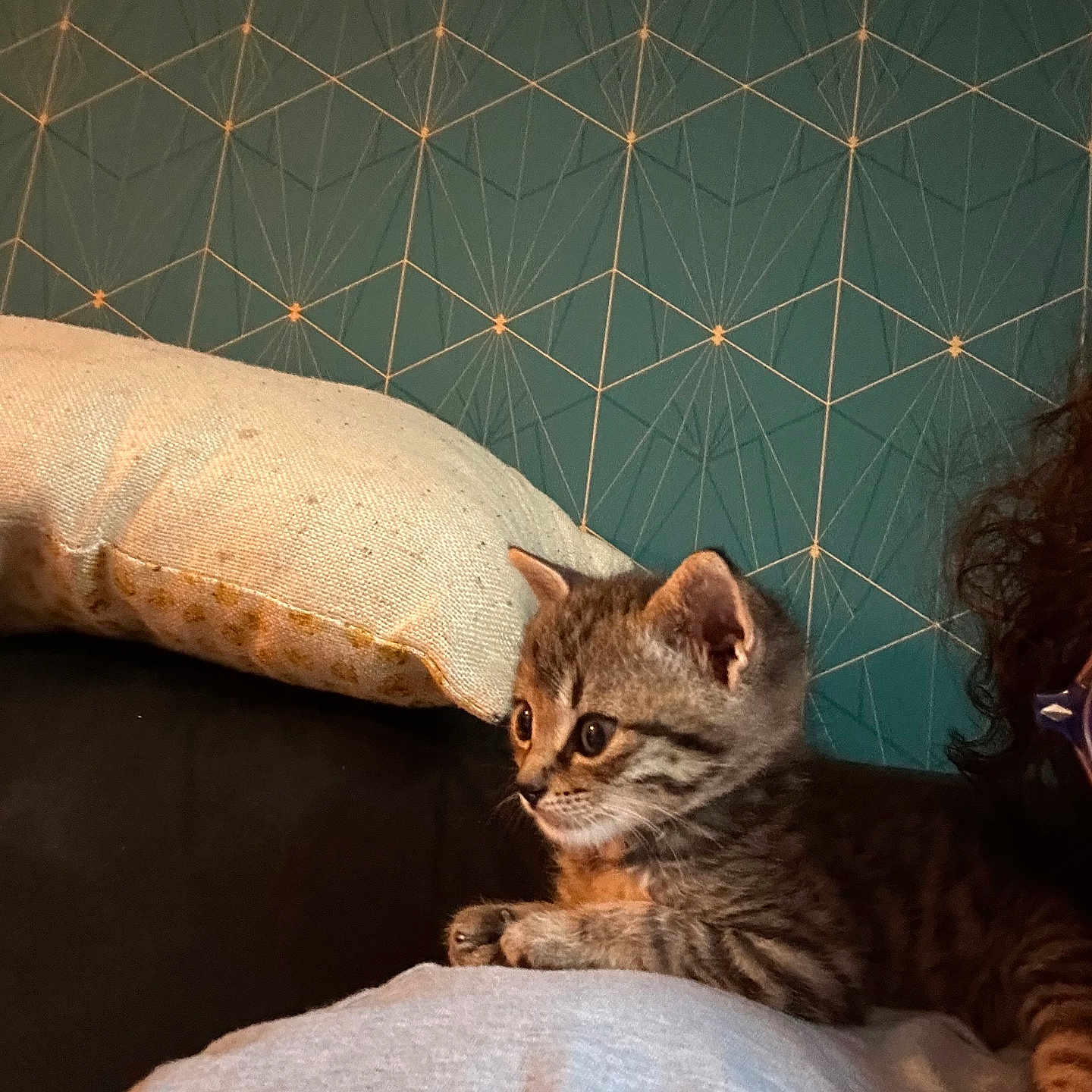 Gribouille a rejoint le concours — aidez-le/la à gagner de superbes lots ! abyssinian, animal, bed, bedroom, blanket, cat, couch, cushion, egyptiancat, furniture, homedecor, indoors, kitten, manx, person, pet, pillow, quilt, room, sleeping