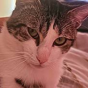 Tornade a rejoint le concours — aidez-le/la à gagner de superbes lots ! cat, close_up, pet, indoor, feline, whiskers, pink_nose, green_eyes, fur, tabby, relaxed, cute, animal, mammal, domestic, soft_light, bed, resting, portrait, curious