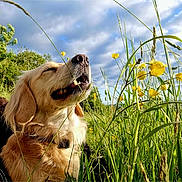 Honey is registered to the contest to win money with this photo: animal, canine, closeup, clouds, dog, field, flora, golden_retriever, grass, greenery, happy, nature, outdoor, peaceful, pet, sky, summer, sunlight, wildflowers, yellow_flowers