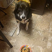 Christina joined the competition — help win amazing prizes! dog, birthday, headband, pet, food, plate, floor, tile, indoor, celebration, black_and_white, animal, looking_up, cute, companion, canine, domestic, happy, festive, waiting