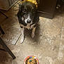 dog, birthday, headband, pet, food, plate, floor, tile, indoor, celebration, black_and_white, animal, looking_up, cute, companion, canine, domestic, happy, festive, waiting