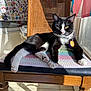 cat, black_and_white, lounge, chair, crocheted_mat, sunlight, window, wooden_furniture, floor_tiles, indoor, relaxed, pet_collar, yellow_eyes, sticker_collage, daylight, shadow, paw, whiskers, domestic_cat, resting