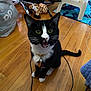 cat, tuxedo_cat, pet, indoor, wooden_floor, toy, plush_giraffe, fan, chair, cord, collar, tag, whiskers, open_mouth, curious, floor, furniture, domestic_animal, animal, household