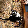 cat, tuxedo_cat, yellow_eyes, curious, indoor, rug, patterned_rug, wooden_floor, pet, feline, whiskers, black_and_white, animal, domestic_animal, floor, water_fountain, looking_up, sitting, cozy, home