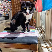 Alphonse joined the competition — help win amazing prizes! cat, tuxedo_cat, chair, crocheted_blanket, wooden_furniture, indoor, sunlight, window, yellow_eyes, black_and_white, pet, domestic_cat, animal, floor_tiles, flag, stickers, mouth_open, whiskers, paw, cozy