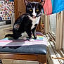 cat, tuxedo_cat, chair, crocheted_blanket, wooden_furniture, indoor, sunlight, window, yellow_eyes, black_and_white, pet, domestic_cat, animal, floor_tiles, flag, stickers, mouth_open, whiskers, paw, cozy