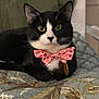 Yuno is registered to the contest to win money with this photo: animal, black_and_white, bow_tie, cat, close_up, collar, cute, ears, eyes, feline, indoor, patterned_quilt, pet, pink_bow_tie, portrait, quilt, relaxed, tag, tuxedo_cat, whiskers