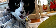 Yuno joined the competition — help win amazing prizes! animal, black_and_white, carpet, cat, closeup, curtain, cute, decor, doorway, expression, floor, furniture, guitar, indoor, lace_collar, living_room, mouth_open, pet, tuxedo_cat, whiskers