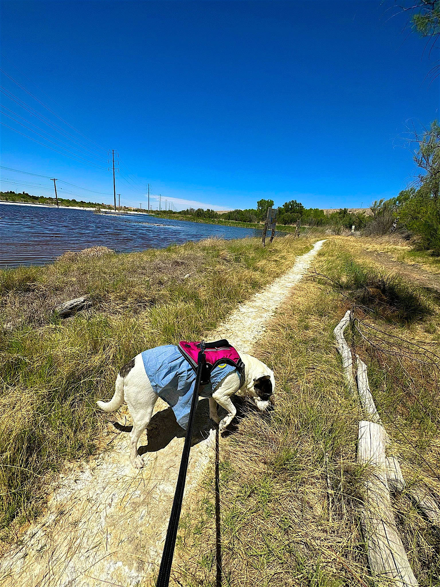 Yoko Berry Finn is registered to the contest to win money with this photo: grass, grassland, hiking_equipment, hill, landscape, leisure, luggage_and_bags, natural_landscape, people_in_nature, plant, recreation, road, sky, slope, soil, sports_equipment, tree, umbrella, walking, wilderness