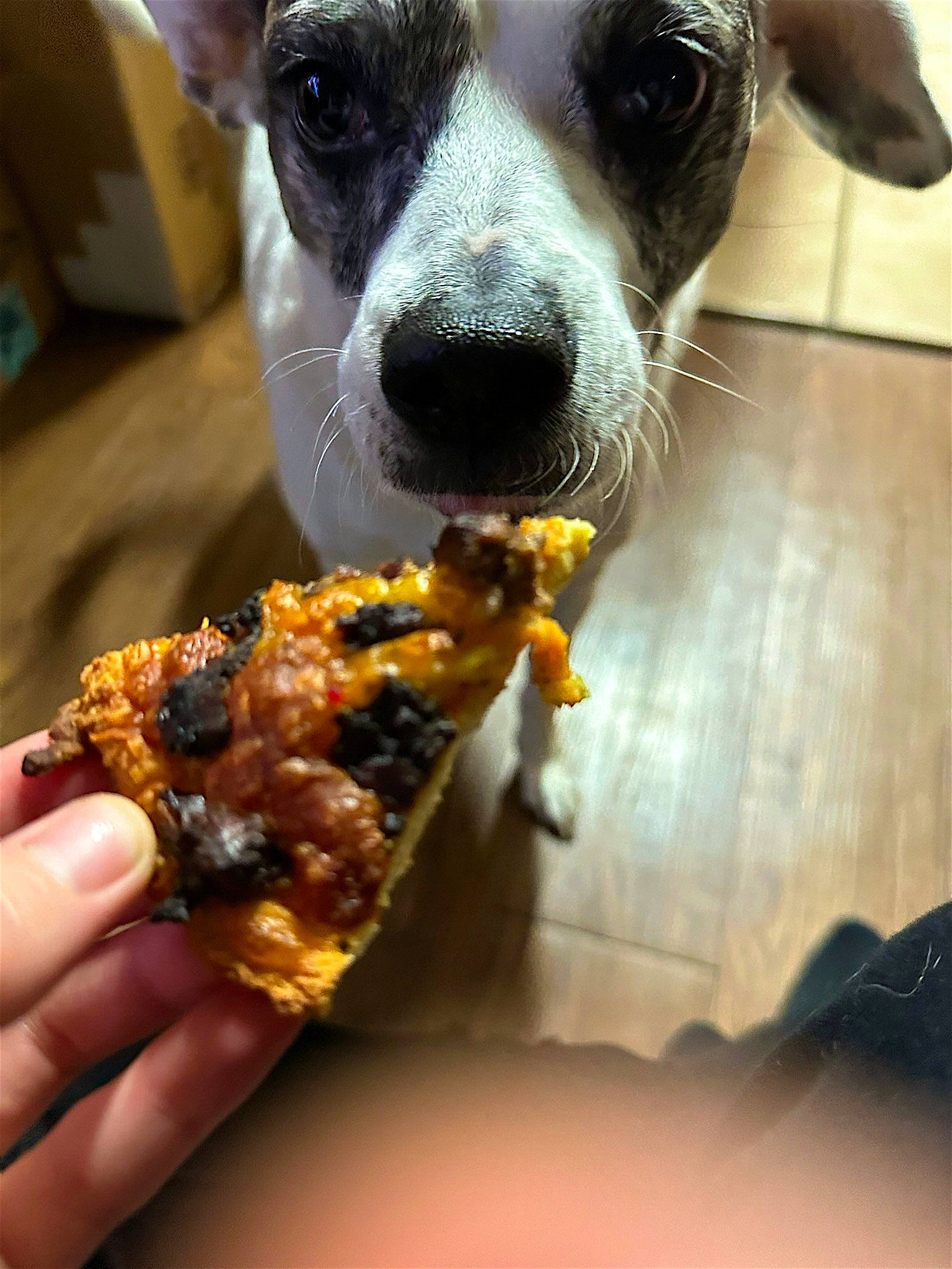 Yoko Berry Finn is registered to the contest to win money with this photo: baked_goods, carnivore, comfort_food, companion_dog, cuisine, dish, dog, dog_breed, fast_food, finger_food, food, fried_food, ingredient, junk_food, produce, recipe, snout, tableware, whiskers, working_animal