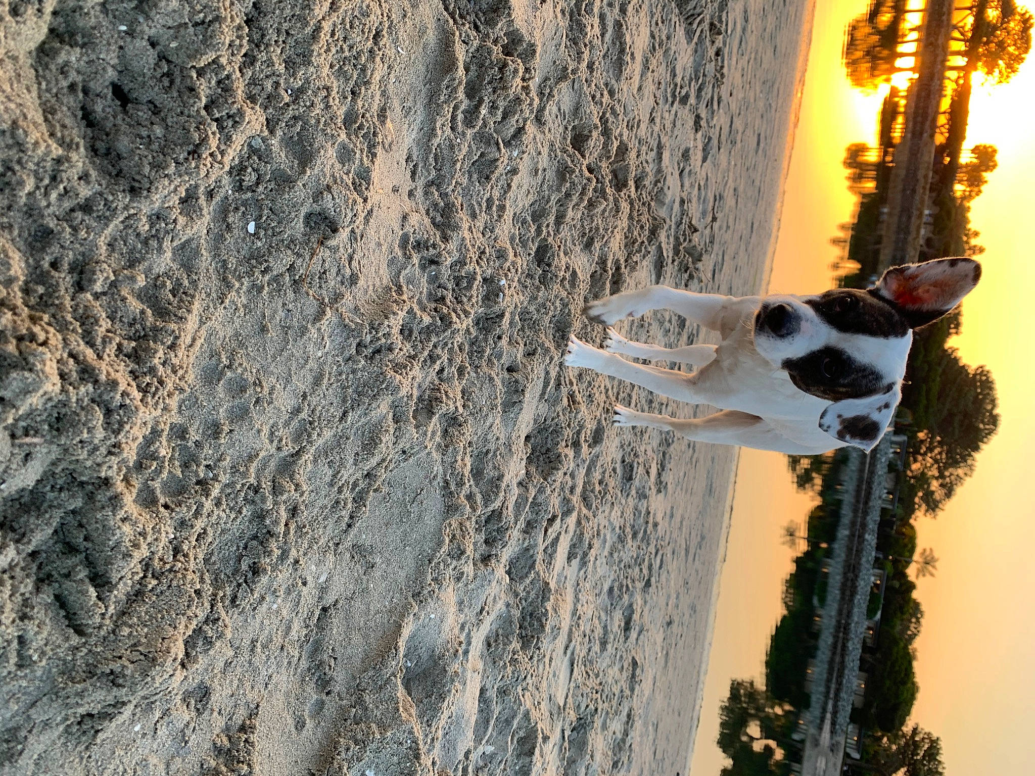 Yoko Berry Finn is registered to the contest to win money with this photo: beach, body_of_water, branch, freezing, fun, landscape, plant, reflection, rock, rope, shadow, sky, soil, tree, trunk, twig, water, wind, winter, wood