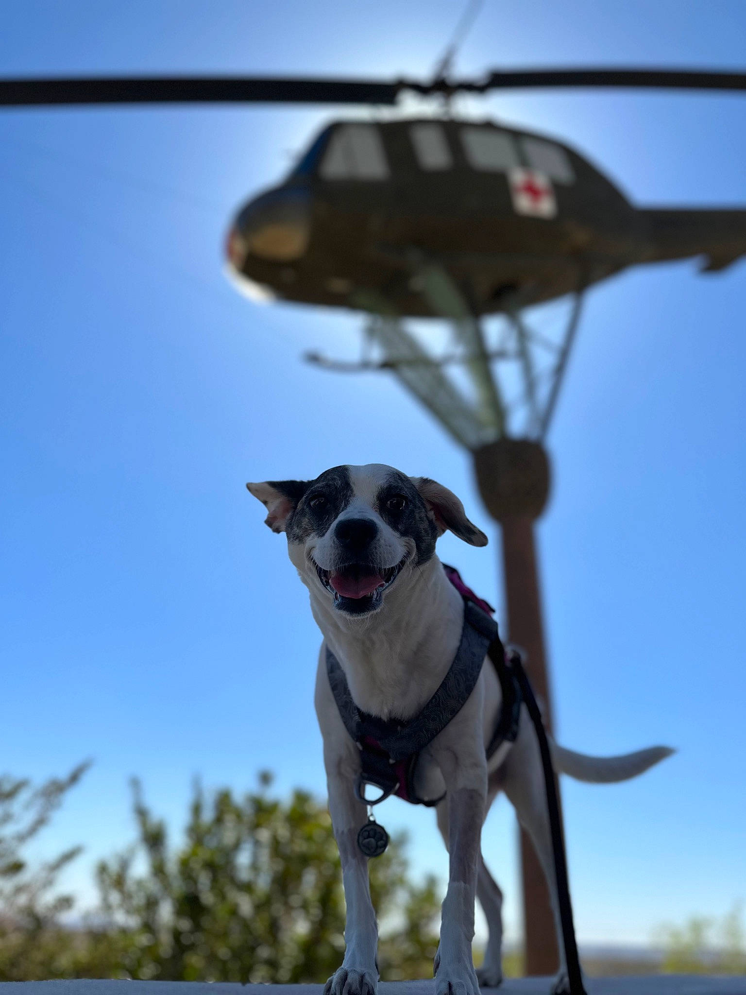 Yoko Berry Finn is registered to the contest to win money with this photo: carnivore, collar, companion_dog, dog, dog_breed, dog_collar, dog_supply, eyewear, fawn, glasses, leash, light, pet_supply, plant, recreation, sky, snout, vision_care, window, working_animal