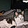 Filou