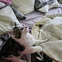 kitten, cat, bed, blanket, pillow, indoor, fur, paw, curious, pet, animal, cozy, soft, white, black, striped, cute, young, mischievous, furball
