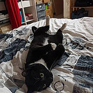 Zeus a rejoint le concours — aidez-le/la à gagner de superbes lots ! animal, bed, bedspread, black_and_white, boxes, cat, cozy, curious, curtain, domestic, furniture, home, indoor, lying_down, pet, relaxed, room, shelf, sitting, whiskers