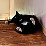 animal, black_cat, cat, corner, cozy, domestic_cat, feline, floorboards, indoor, lying_down, paw_pads, pet, pink_paws, playful, relaxed, resting, stretching, wall, white_paws, wooden_floor