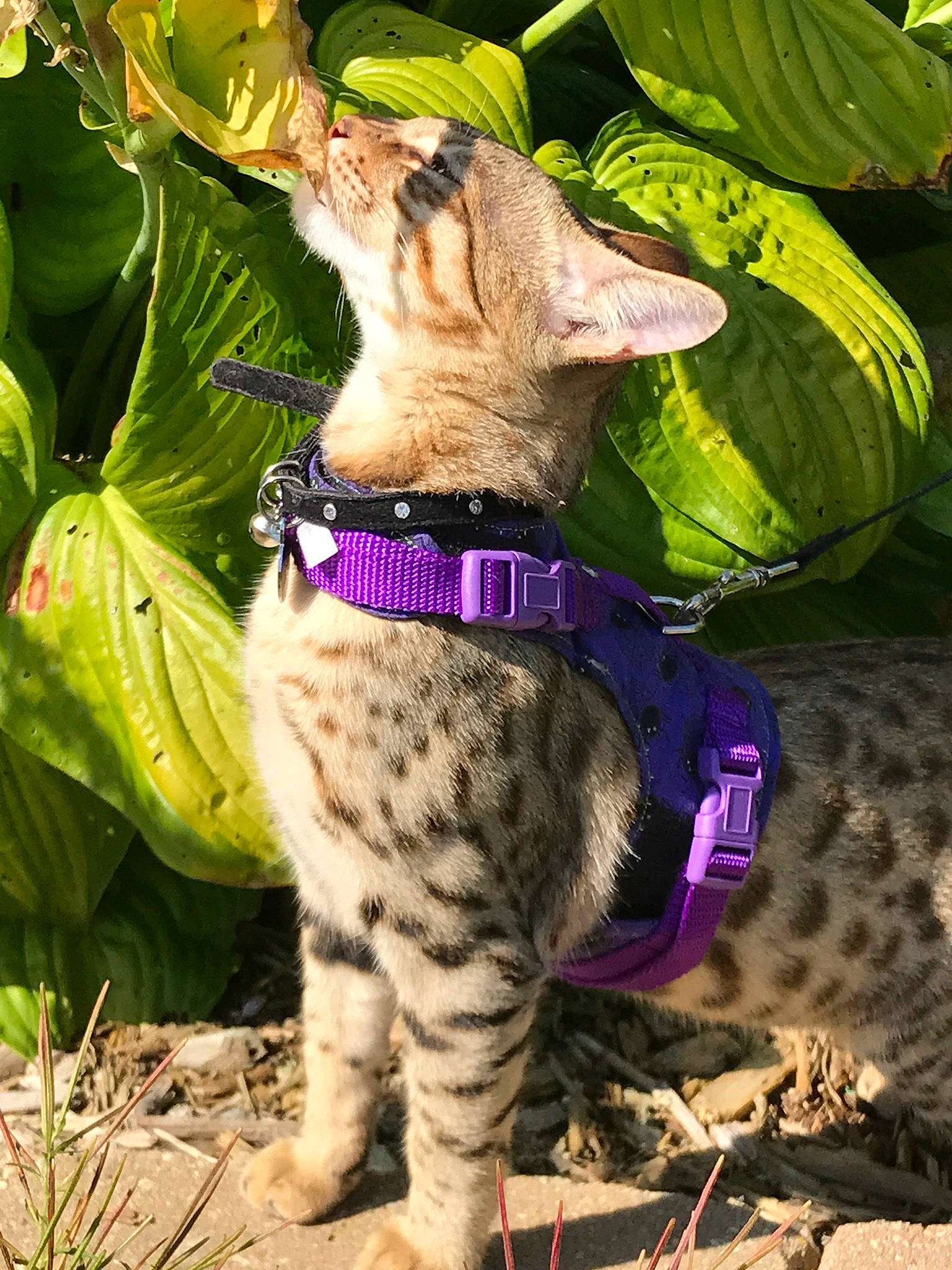 Magness joined the competition — help win amazing prizes! bengal, canidae, carnivore, cat, fawn, felidae, flower, mammal, ocicat, oriental_shorthair, plant, savannah, small_to_medium_sized_cats, vertebrate, whiskers