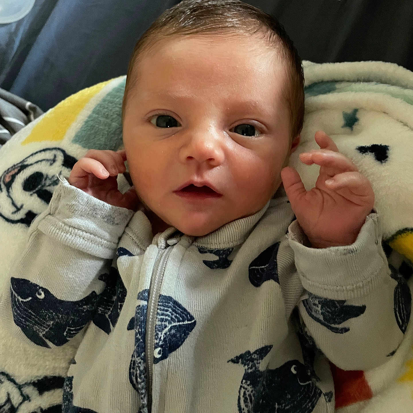 Colson joined the competition — help win amazing prizes! animal, baby, bird, blanket, bodypart, clothing, coat, face, finger, hand, head, hoodie, jacket, knitwear, newborn, person, photography, portrait, sweater, sweatshirt