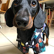 Tempo participe au concours pour gagner de l'argent avec cette photo : dog, dachshund, pet, indoor, tile_floor, close_up, black_and_tan, outfit, clothing, cute, animal, mammal, domestic_animal, looking_up, floor, furniture, ears, snout, paws, portrait