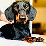 Tempo participe au concours pour gagner de l'argent avec cette photo : dog, dachshund, pet, animal, close_up, portrait, brown_eyes, black_fur, tan_fur, paws, nails, resting, indoor, blurred_background, cute, curious, friendly, canine, domestic_animal, fur