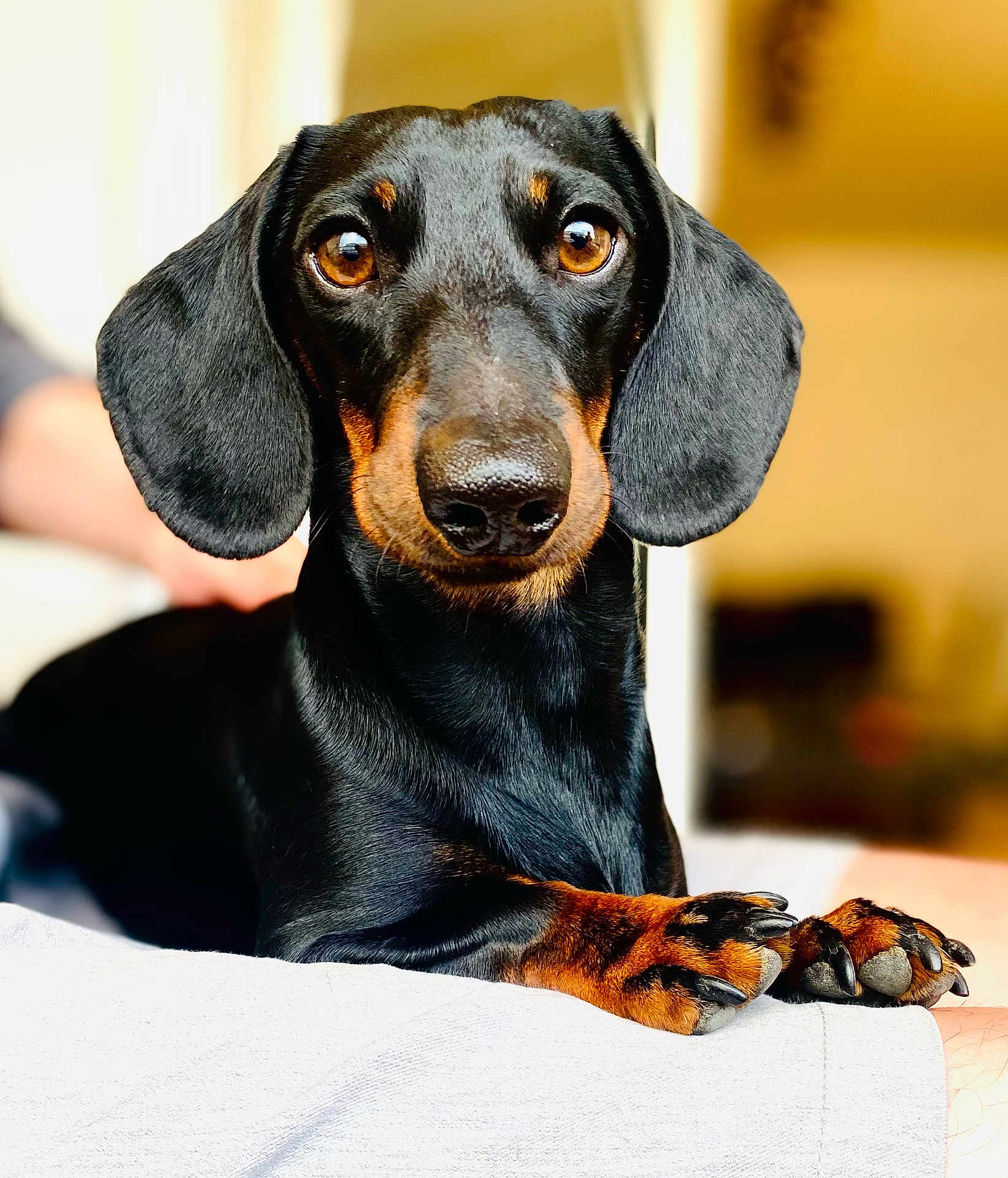 Tempo participe au concours pour gagner de l'argent avec cette photo : dog, dachshund, pet, animal, close_up, portrait, brown_eyes, black_fur, tan_fur, paws, nails, resting, indoor, blurred_background, cute, curious, friendly, canine, domestic_animal, fur