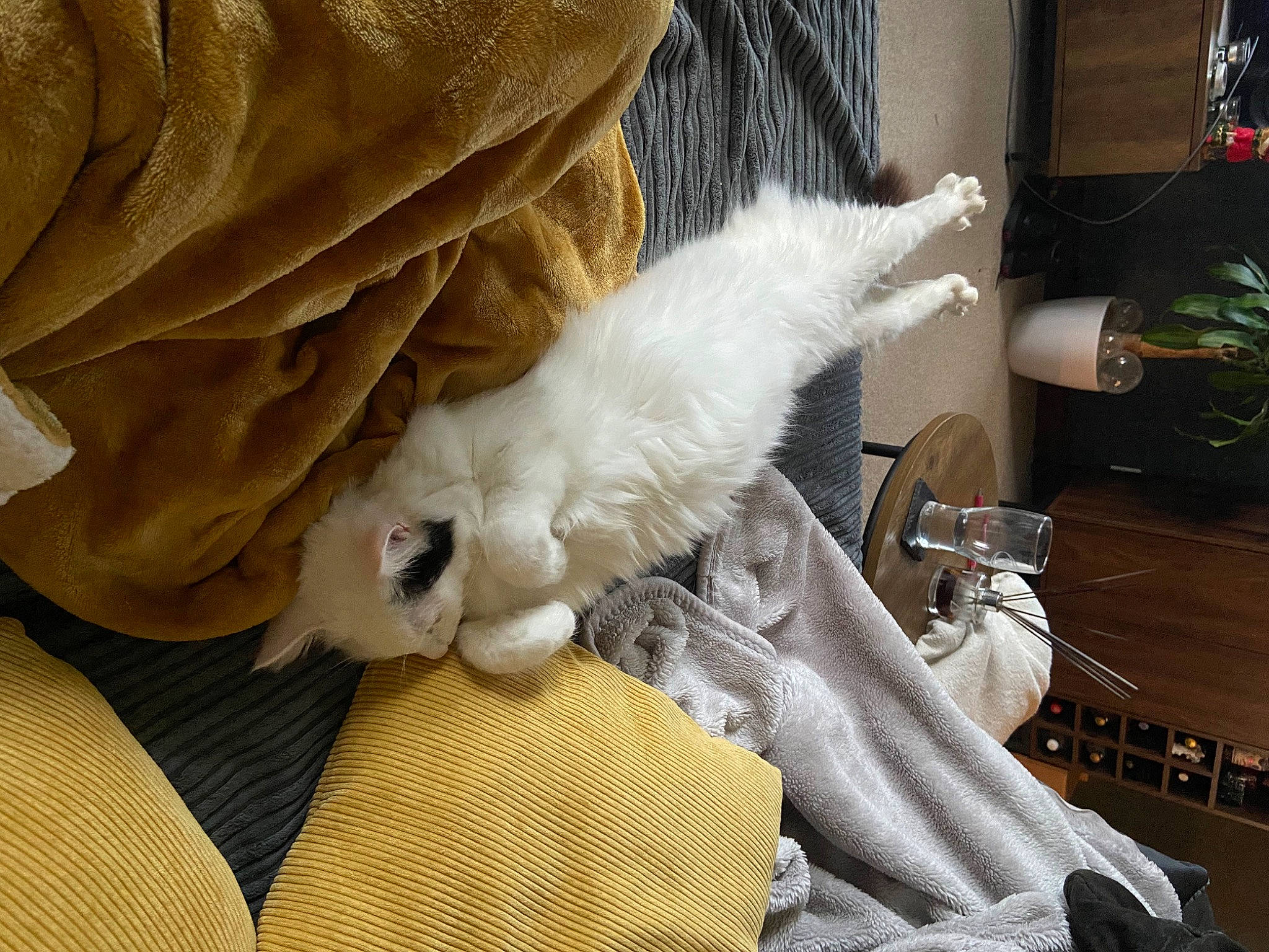 Simba joined the competition — help win amazing prizes! bag, bedding, carnivore, cat, chair, claw, comfort, companion_dog, felidae, flowerpot, fur, houseplant, linens, paw, plant, room, sitting, small_to_medium_sized_cats, tail, whiskers