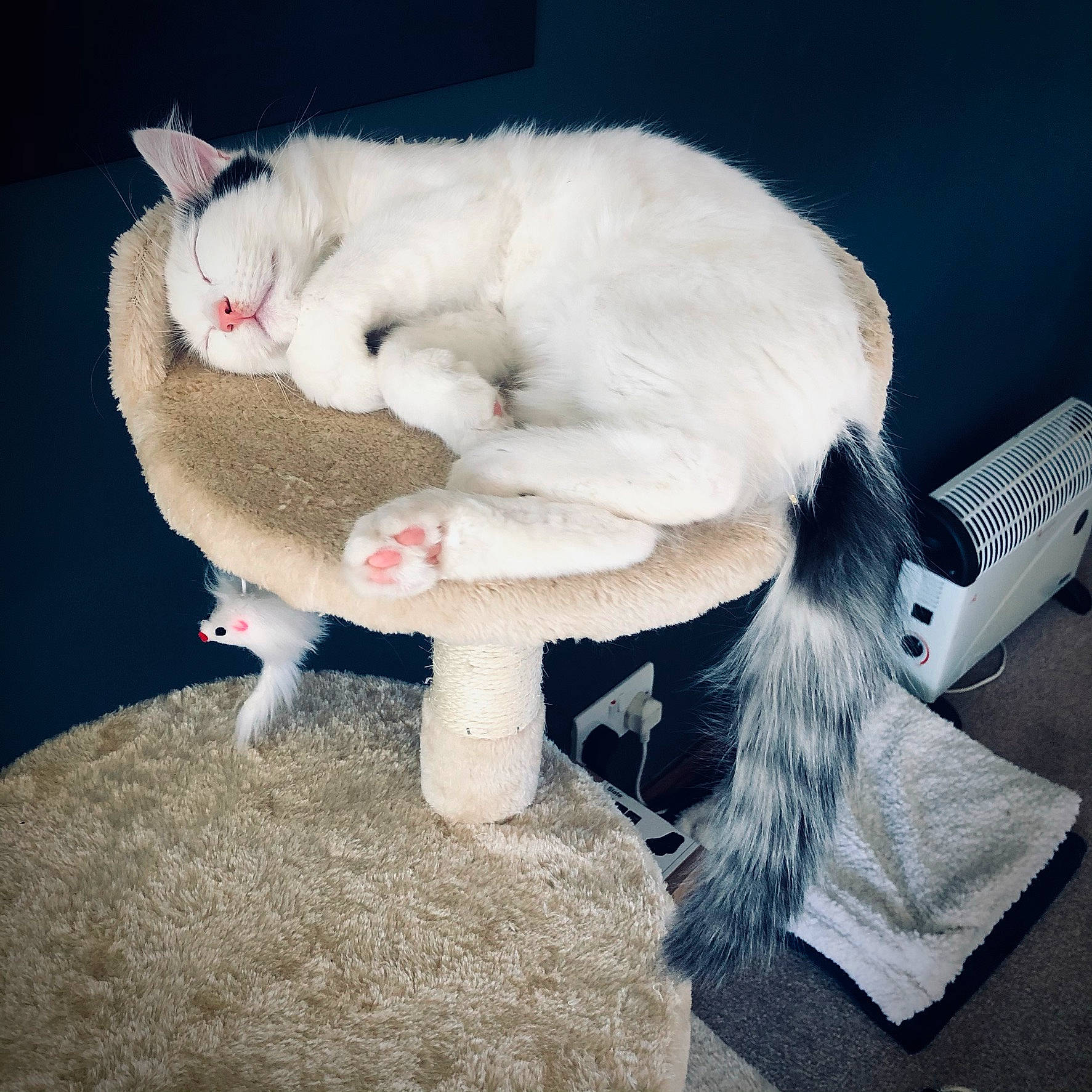 Simba joined the competition — help win amazing prizes! canidae, carnivore, cat, cat_supply, claw, comfort, companion_dog, computer_keyboard, eye, fashion_accessory, fawn, felidae, fur, fur_clothing, lap, paw, small_to_medium_sized_cats, tail, whiskers