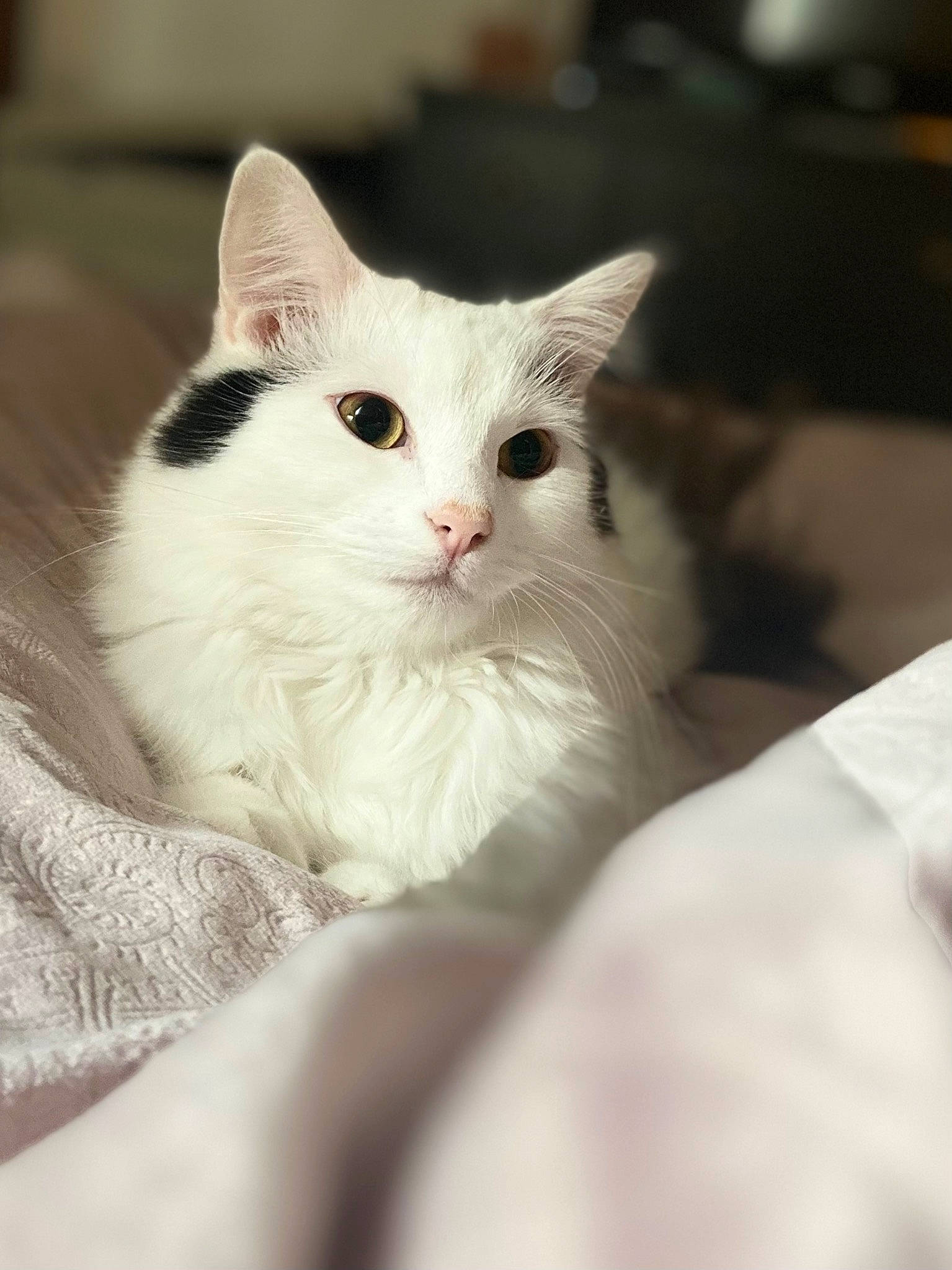 Simba joined the competition — help win amazing prizes! carnivore, cat, domestic_short_haired_cat, felidae, fur, paw, small_to_medium_sized_cats, snout, whiskers