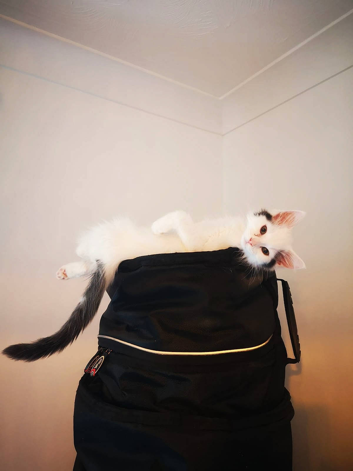 Simba joined the competition — help win amazing prizes! bag, carnivore, cat, darkness, fashion_accessory, fashion_design, felidae, flash_photography, formal_wear, fur, room, shadow, sleeve, small_to_medium_sized_cats, tail, waist, whiskers