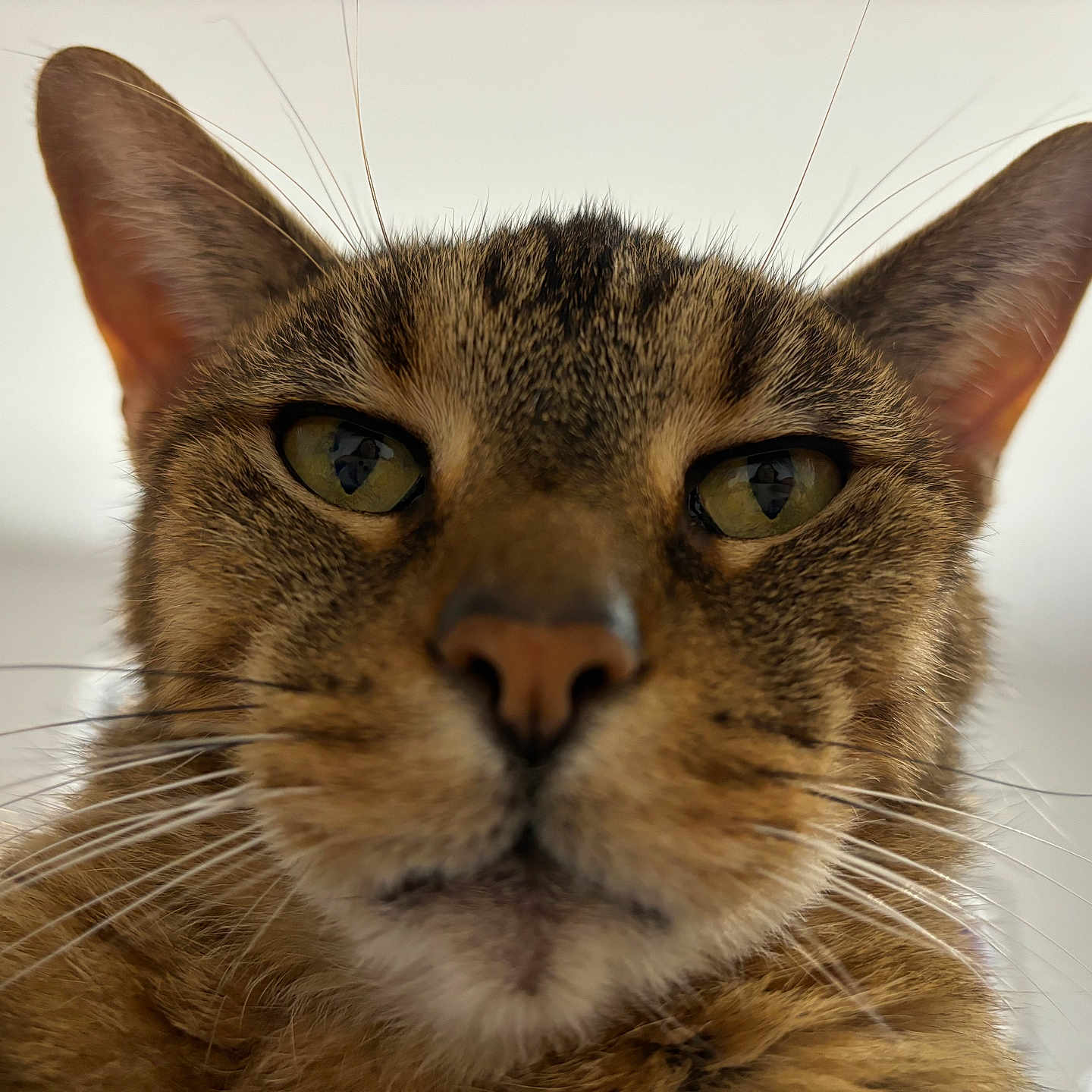 Alex is registered to the contest to win money with this photo: abyssinian, animal, cat, kitten, manx, pet