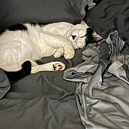 Sunora is registered to the contest to win money with this photo: animal, bed, black_and_white, blanket, cat, comfort, cozy, cute, domestic, feline, fur, indoor, napping, paw, pet, relaxed, resting, sleeping, soft, whiskers