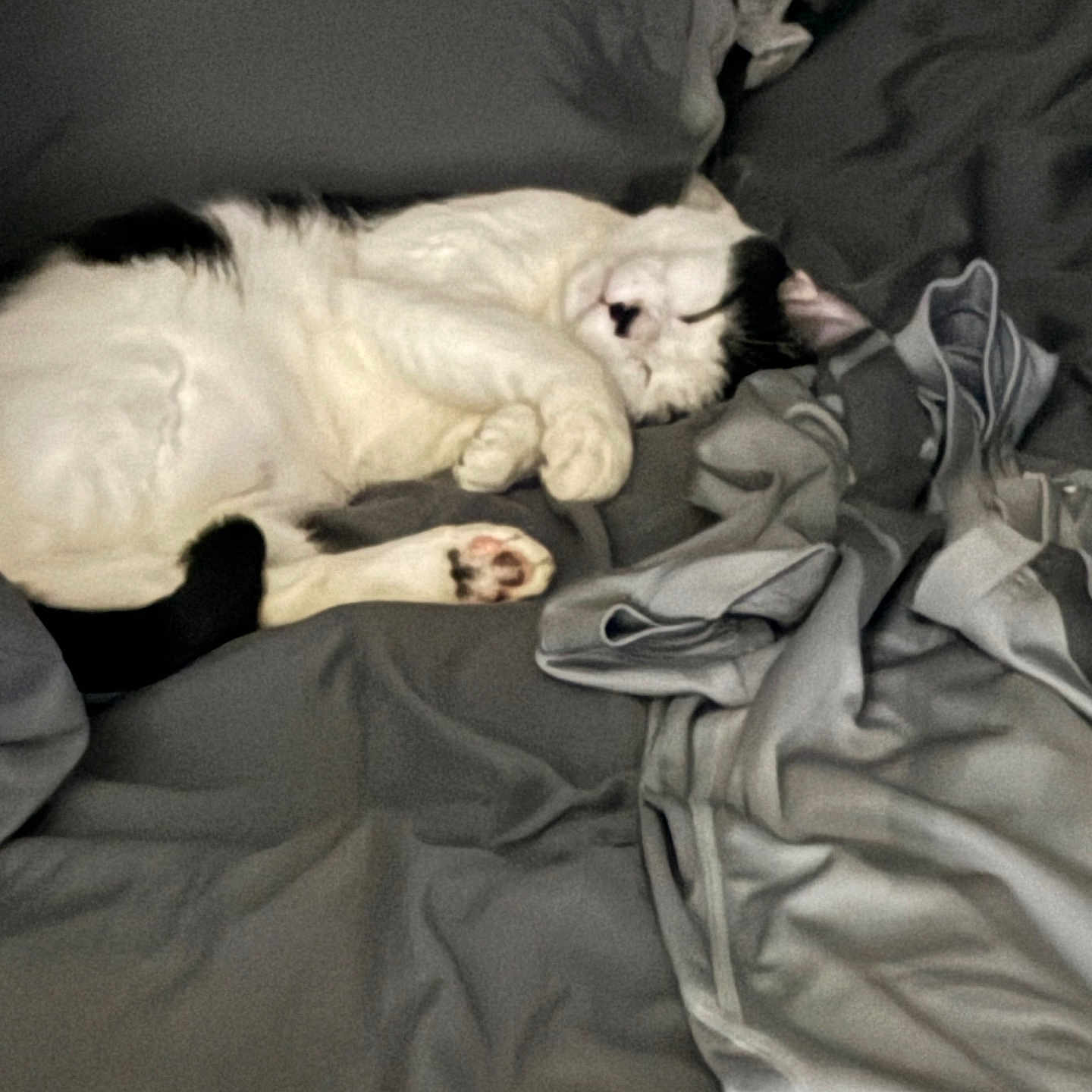 Sunora is registered to the contest to win money with this photo: animal, bed, black_and_white, blanket, cat, comfort, cozy, cute, domestic, feline, fur, indoor, napping, paw, pet, relaxed, resting, sleeping, soft, whiskers