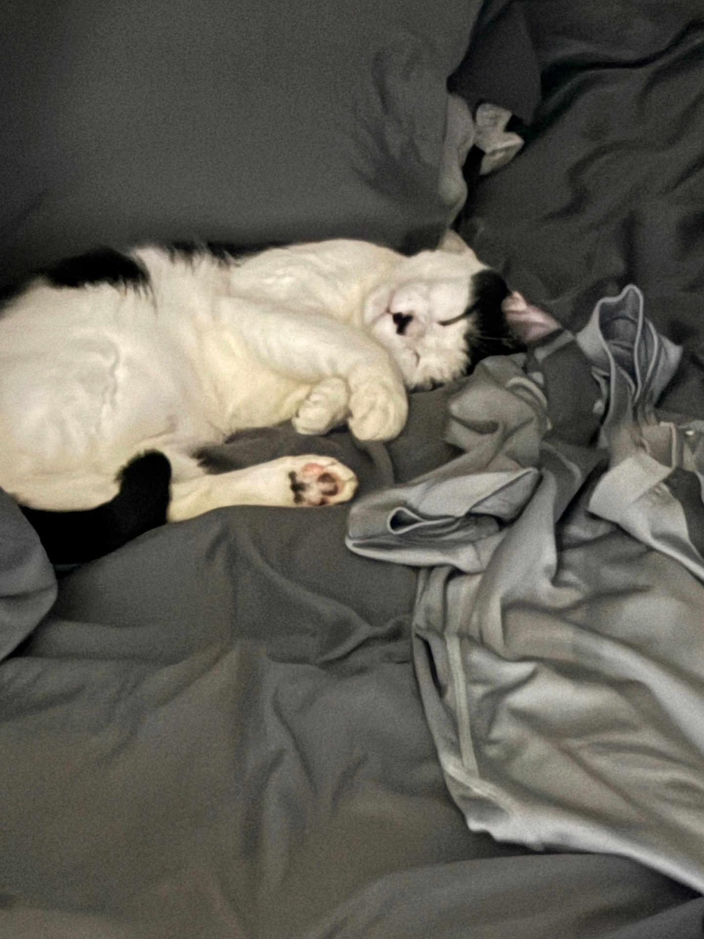 Sunora is registered to the contest to win money with this photo: animal, bed, black_and_white, blanket, cat, comfort, cozy, cute, domestic, feline, fur, indoor, napping, paw, pet, relaxed, resting, sleeping, soft, whiskers