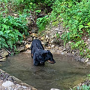 Hati participe au concours pour gagner de l'argent avec cette photo : dog, black_dog, water, pond, nature, rocks, greenery, plants, outdoor, animal, forest_floor, curious, standing, wet, adventure, wildlife, canine, summer, daylight, exploration