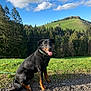 Hati a rejoint le concours — aidez-le/la à gagner de superbes lots ! dog, black_dog, tan_markings, sitting, collar, gravel_path, grass, hill, pine_trees, forest, blue_sky, clouds, outdoor, nature, sunlight, happy, tongue_out, pet, canine, landscape