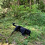 Hati participe au concours pour gagner de l'argent avec cette photo : dog, black_dog, forest, grass, stick, nature, outdoor, trees, greenery, canine, animal, playful, lying_down, woodland, daylight, moss, leaves, plants, wildlife, pet